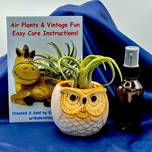 Mini OWL Planter Air Plant Set - Spanish Moss Fine Mist Sprayer FREE Air Plant